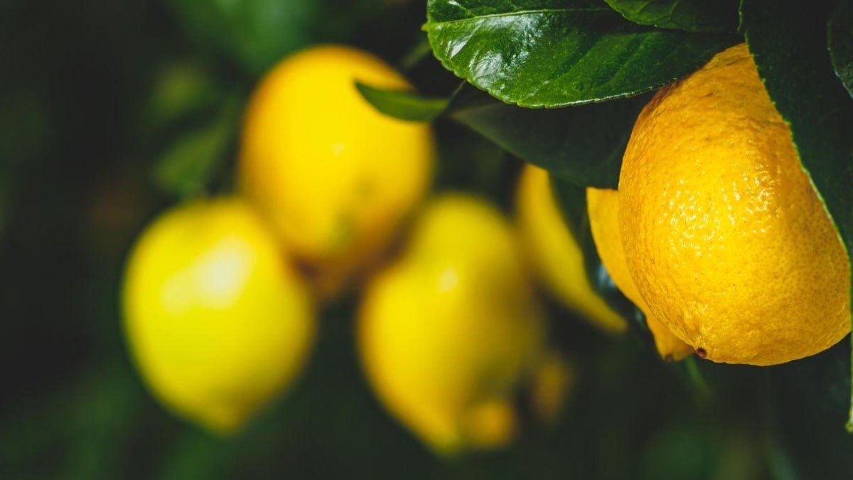 Conheça os tipos de limões mais populares no Brasil