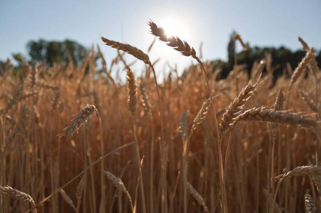Cotações do trigo seguem em baixa no Brasil
