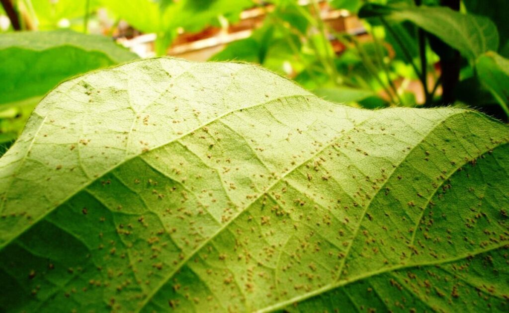 Cuidados necessários para prevenção da ferrugem asiática no MS 2 cuidados necessarios para prevencao da ferrugem asiatica no ms 1