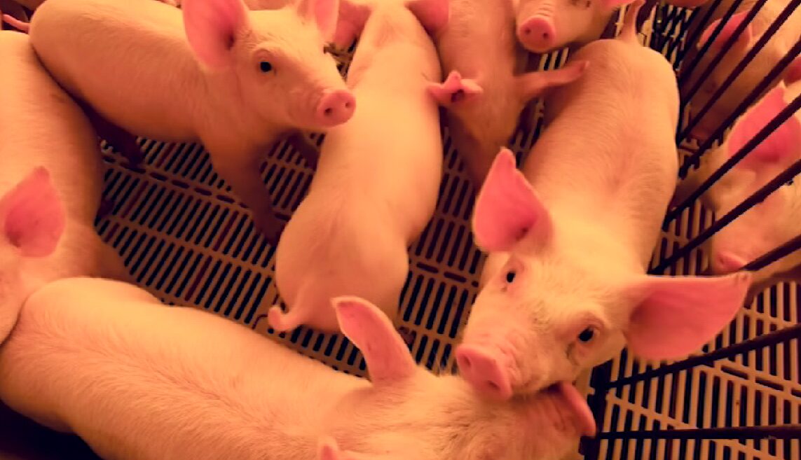 Custos de produção de aves e suínos sobem em novembro 3 Custos de produção de aves e suínos sobem em novembro