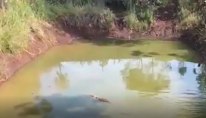 de novo jacare e resgatado no oeste do parana mas desta vez tinha uma surpresa