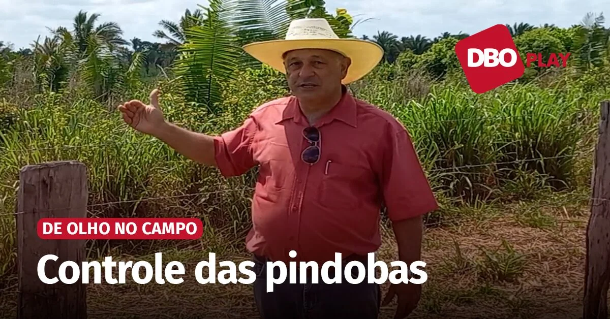 De Olho no Campo | Saiba como controlar a presença das pindobas em áreas de pastagens • Portal DBO