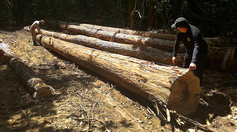 desenvolvimento sustentavel na amazonia requer uma politica de estado 1