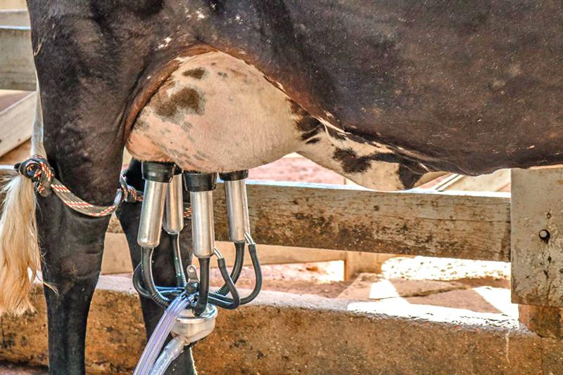 Câmara, leite, preços