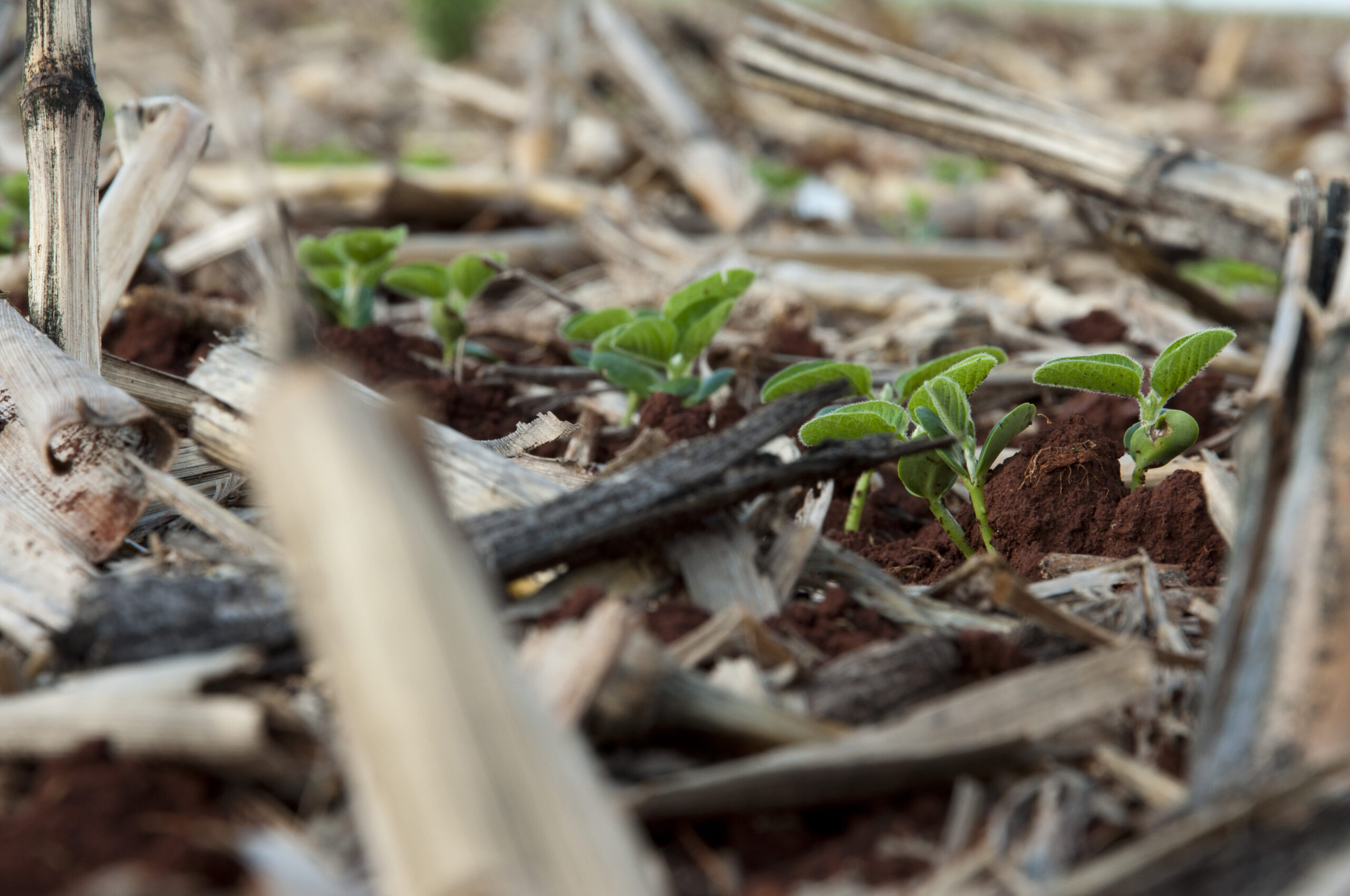 Dia Mundial do Solo: solo saudável é fundamental para o alcance de altas produtividades