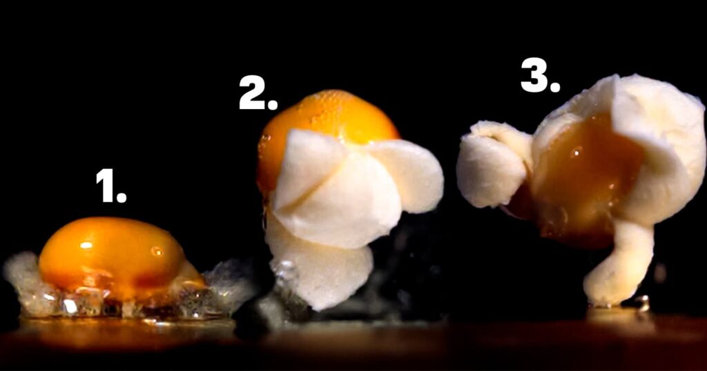 do milho a pipoca saiba tudo sobre esse processo magico 1