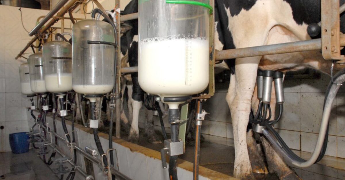 em movimento atipico preco do leite captado em janeiro sobe 5 portal dbo 3