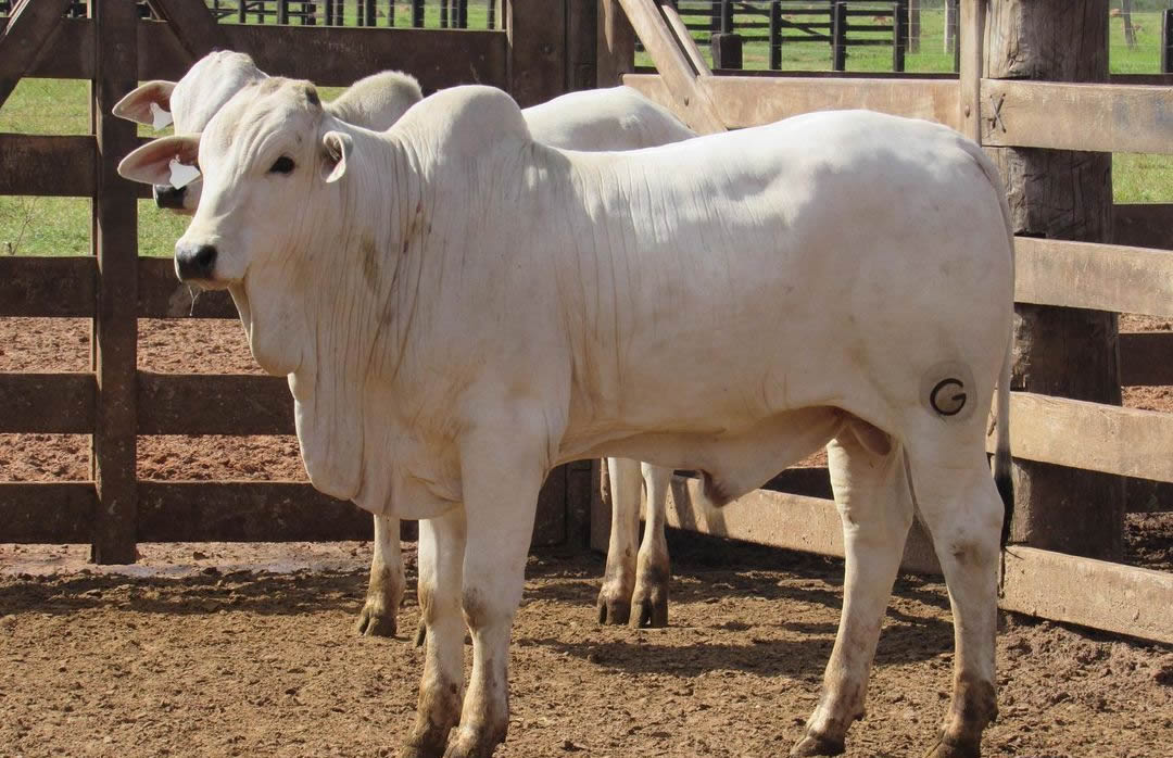 esse e o padrao de bezerro que o mercado deseja veja