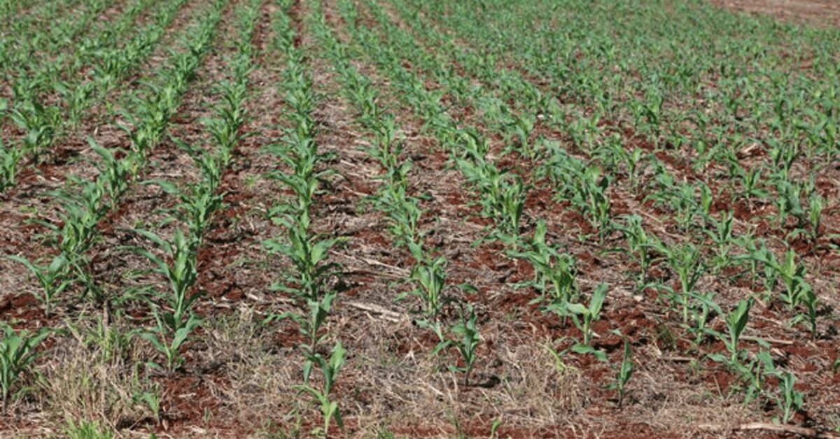 estimativa do imea para producao de milho no mt e mantida em 4641 milhoes de t portal dbo