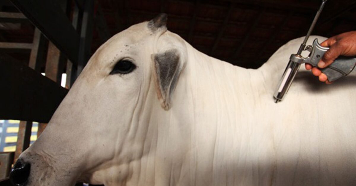 evento em agua boa celebra ultima vacinacao contra febre aftosa portal dbo