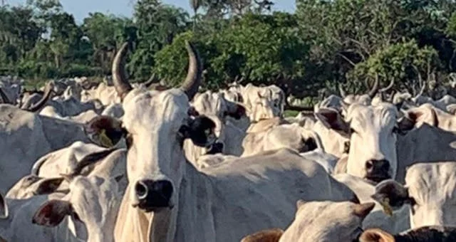 expectativa na semana fica com china e se o carnaval consegue anular a baixa da 2a quinzena money times 3