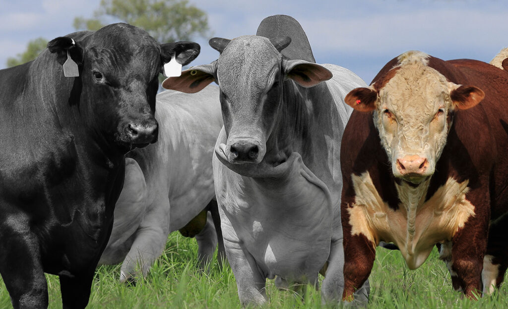 veja como ficaram os preços nesta quinta-feira