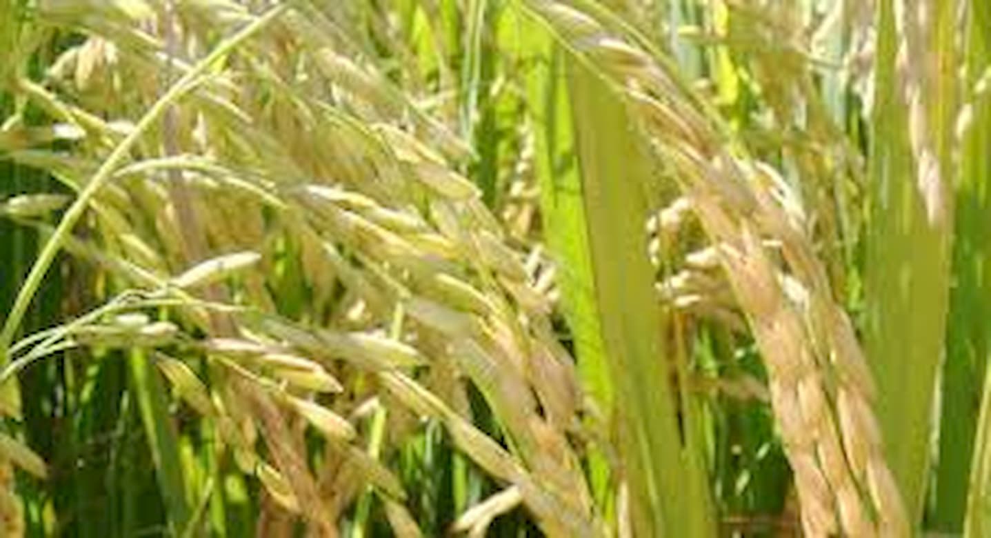 exportacoes de arroz 18 milhao de ton diz abiarroz