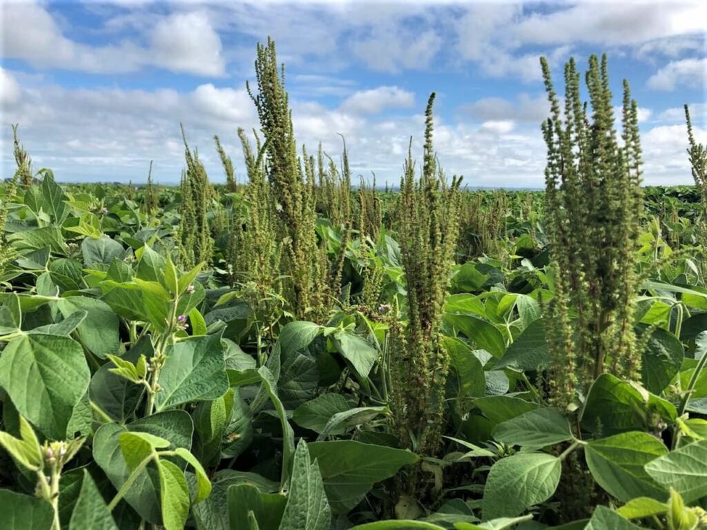 foco de caruru e detectado no mato grosso do sul 1