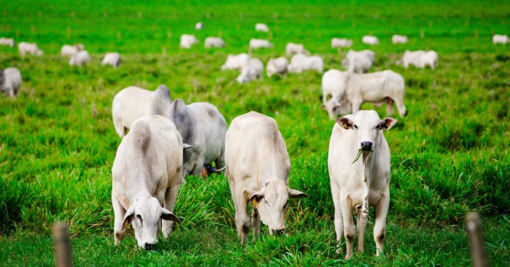 gtps assina parceria para beneficios financeiros aos produtores sustentaveis portal dbo