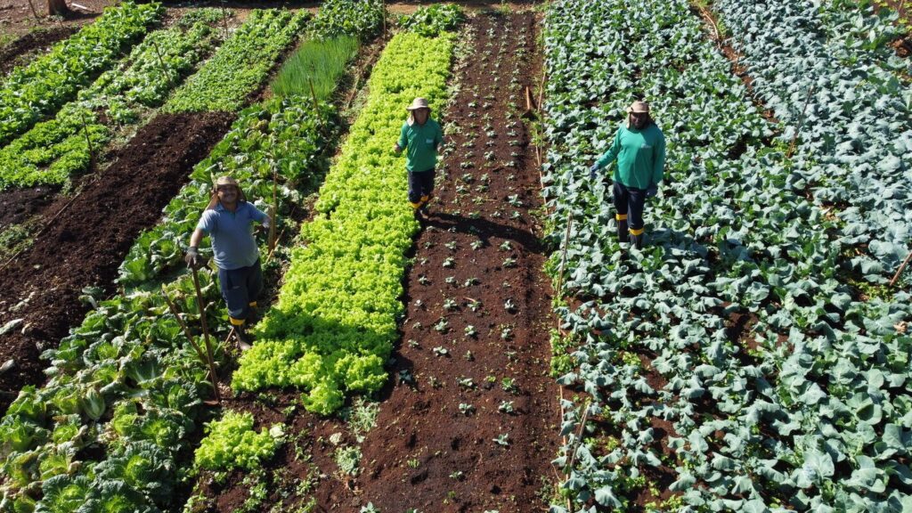Paraná: líder nacional de produtores de orgânicos