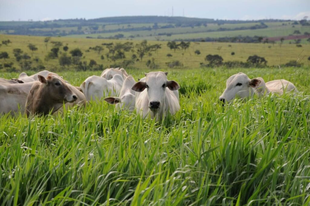 A agenda ESG no setor pecuário e seus benefícios 