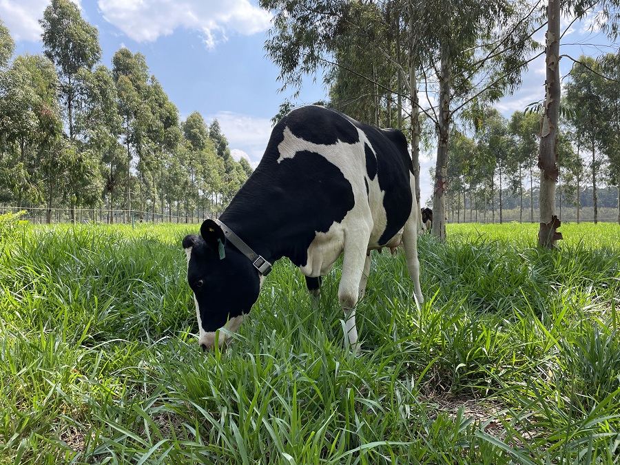 ilpf contribui para descarbonizacao e saude do solo 1