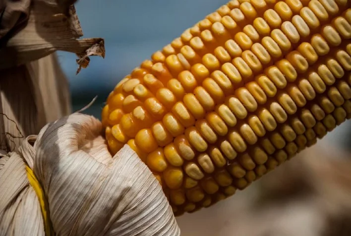 impasse entre agentes quanto a preco deve manter mercado de milho lento no brasil