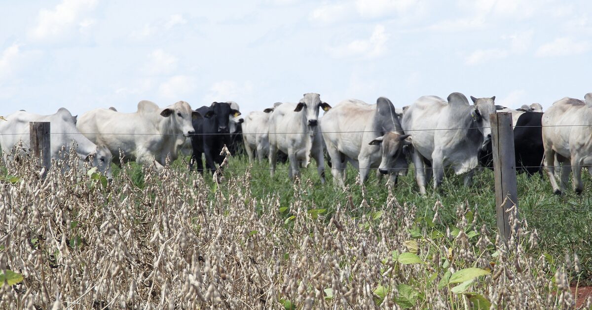 Ipea mantém previsão de crescimento do PIB agropecuário em 11,6% em 2023 • Portal DBO