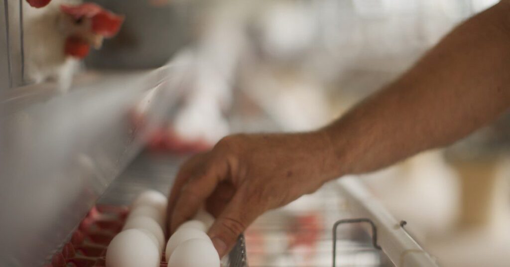 inicio da quaresma registra nova alta de precos portal dbo 3