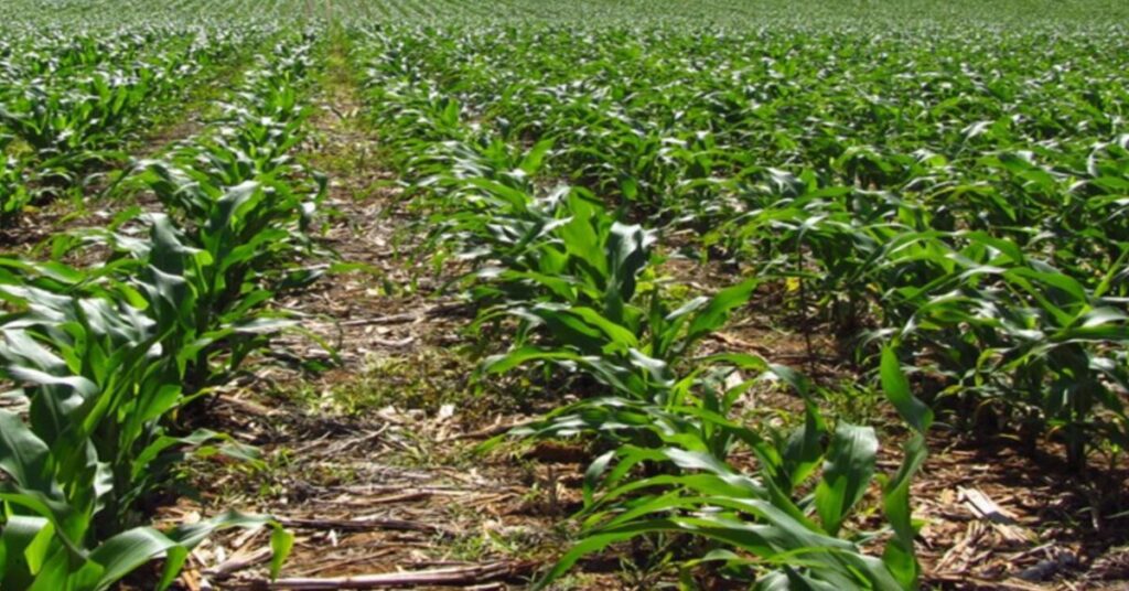 lavouras da safra de verao 22 23 desenvolvem se dentro ou acima da media portal dbo 3