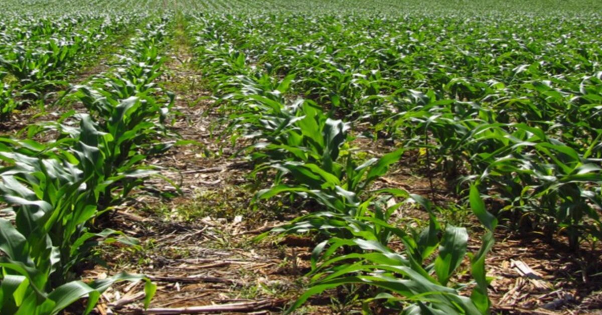 lavouras da safra de verao 22 23 desenvolvem se dentro ou acima da media portal dbo 3