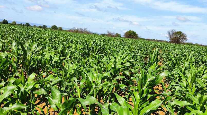 Lavouras têm bom desenvolvimentos nos principais estados veja como foi desenvolvido