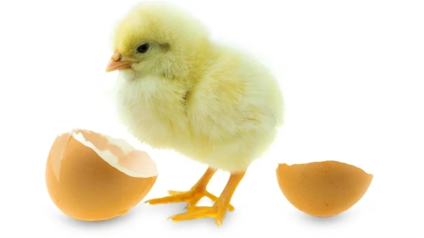 maca promove saude intestinal do pintinho antes de eclodir 1