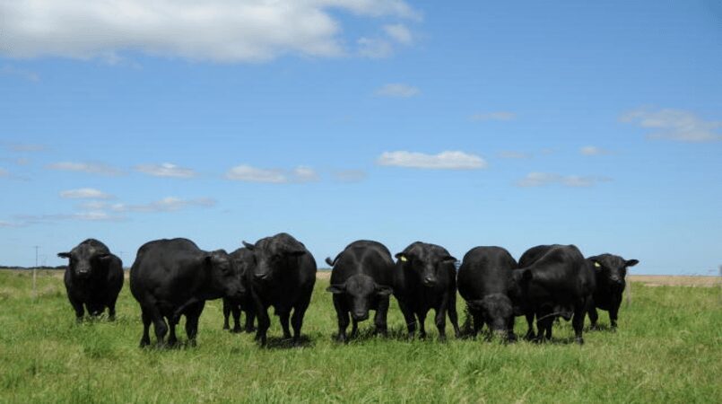 IBGE: Cresce abate de animais no 3° trimestre, com recorde de suínos