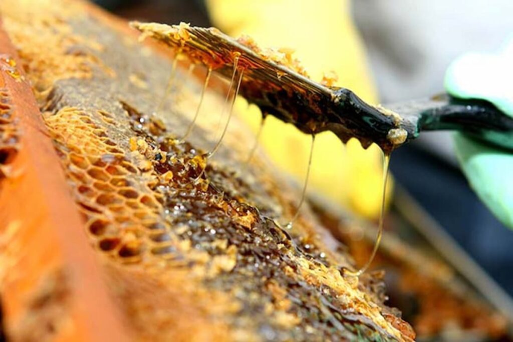 mel de aroeira brasileiro recebe apoio internacional 1