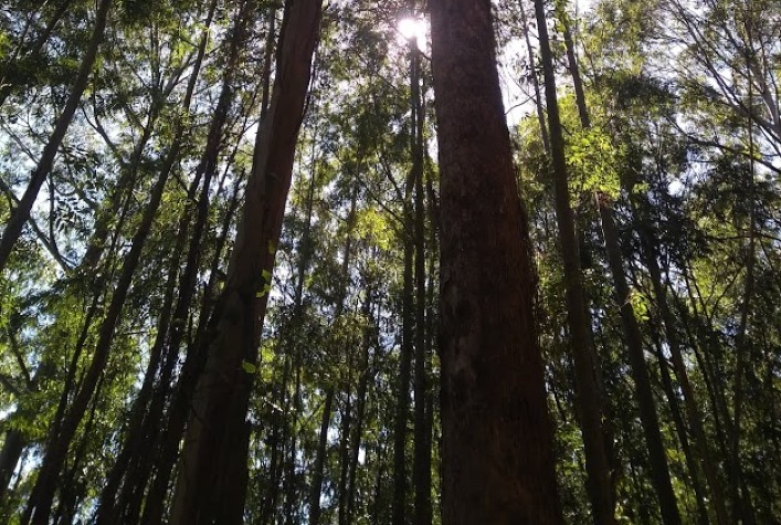 Melhoramentos aumenta em 65,9% o tamanho das áreas destinadas à plantação de árvores em 2022 6 melhoramentos aumenta em 659 o tamanho das areas destinadas a plantacao de arvores em 2022