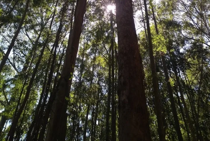 Melhoramentos aumenta em 65,9% o tamanho das áreas destinadas à plantação de árvores em 2022 6 melhoramentos aumenta em 659 o tamanho das areas destinadas a plantacao de arvores em 2022