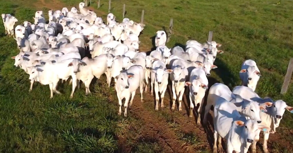 mercado de reposicao praticamente em ferias coletivas portal dbo