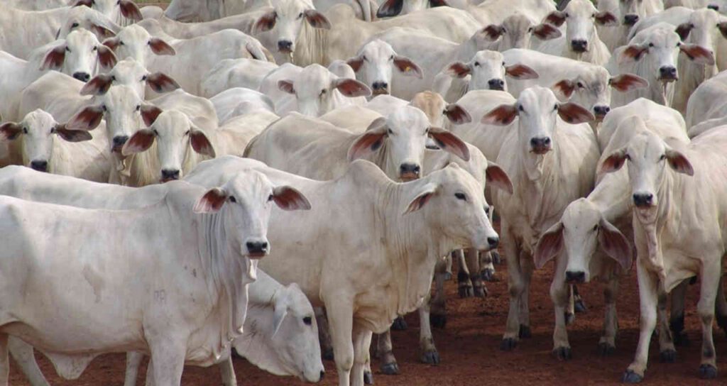 Confira mercado físico do boi gordo