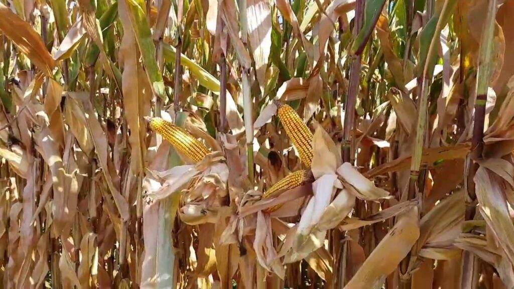 milho encerra semana em alta na b3 e em chicago mantendo foco sobre clima na ams