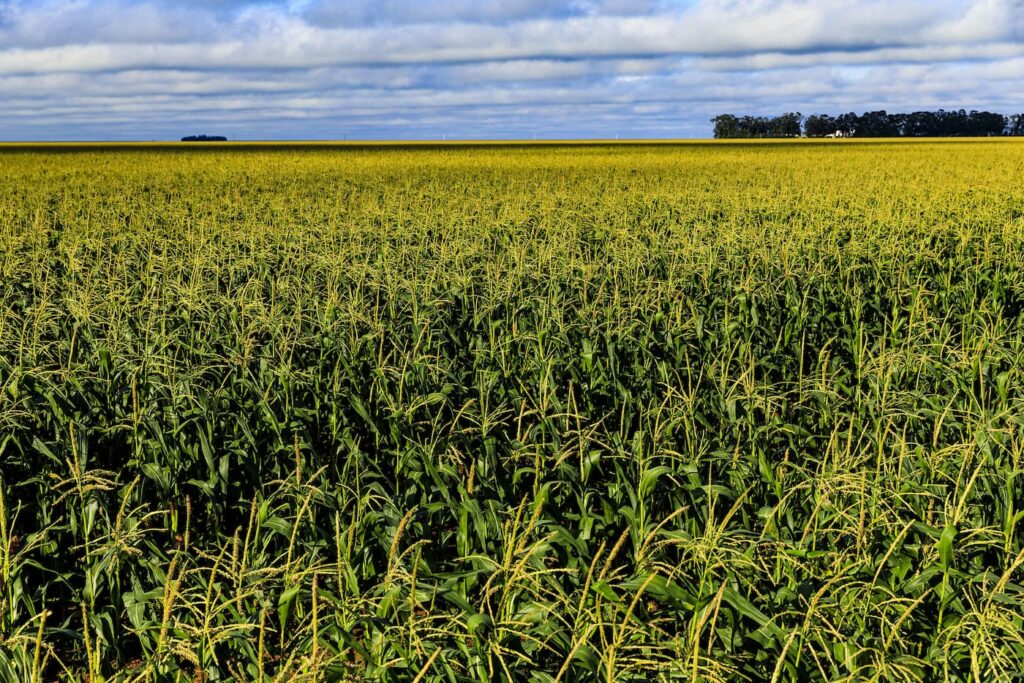 milho seguem lentos mais vai para faze historia