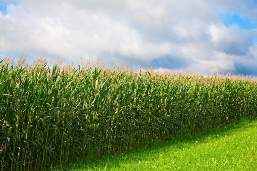 Milho: valor interno se enfraquece 7 milho valor interno se enfraquece 4