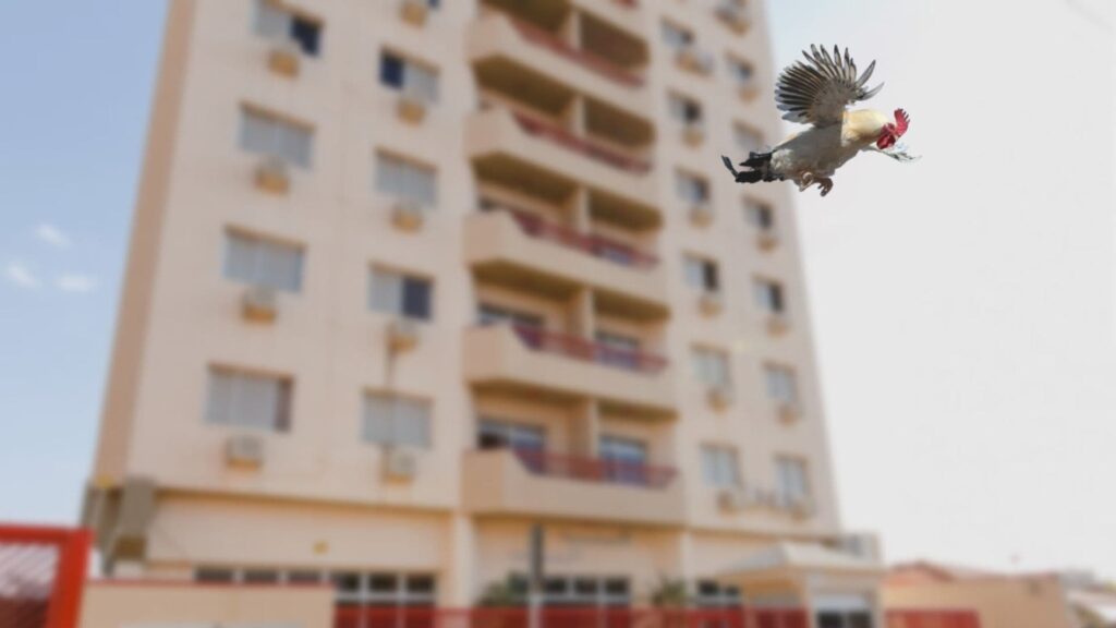 misterio galinha aparece e pula do alto de um predio 1