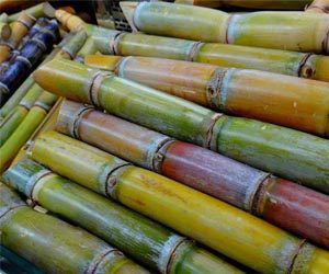 A Canaoeste conquistou o prêmio MasterCana Centro-Sul na categoria “Proposta de inovação”?