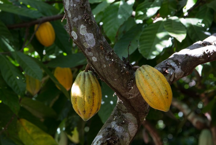 Nestlé lança programa para capacitar jovens cacauicultores e fomentar a sucessão rural no Espírito Santo 10 nestle lanca programa para capacitar jovens cacauicultores e fomentar a sucessao rural no espirito santo