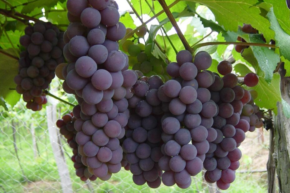 Atenção redobrada são indispensáveis no cultivo da uva