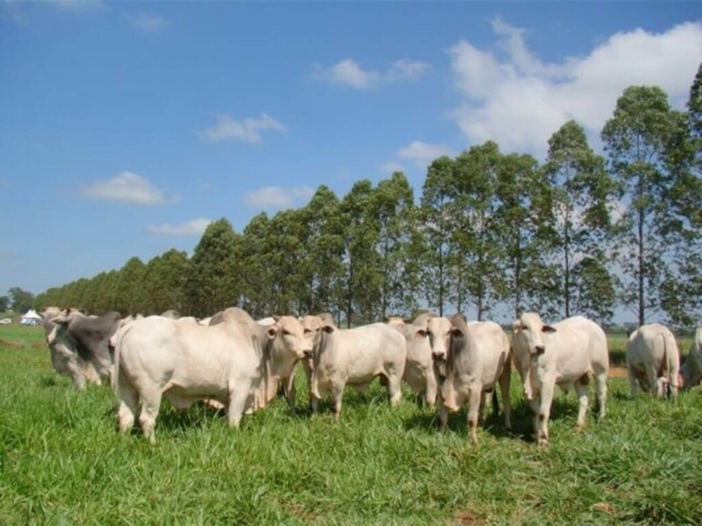 Forrageira adaptada ao sombreamento potencializa integração lavoura-pecuária-floresta