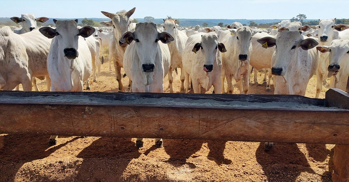 Confira como ficou o mercado do Boi em 2023