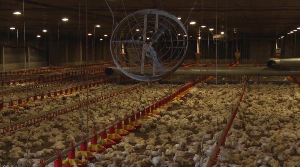 o manejo da ambiencia na temporada de calor 3