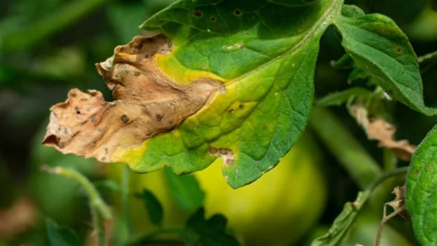 o que e requeima no tomate 1