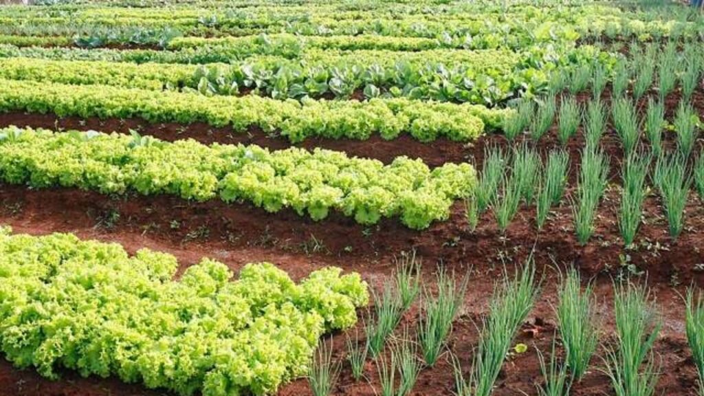 Paraná: líder nacional de produtores de orgânicos