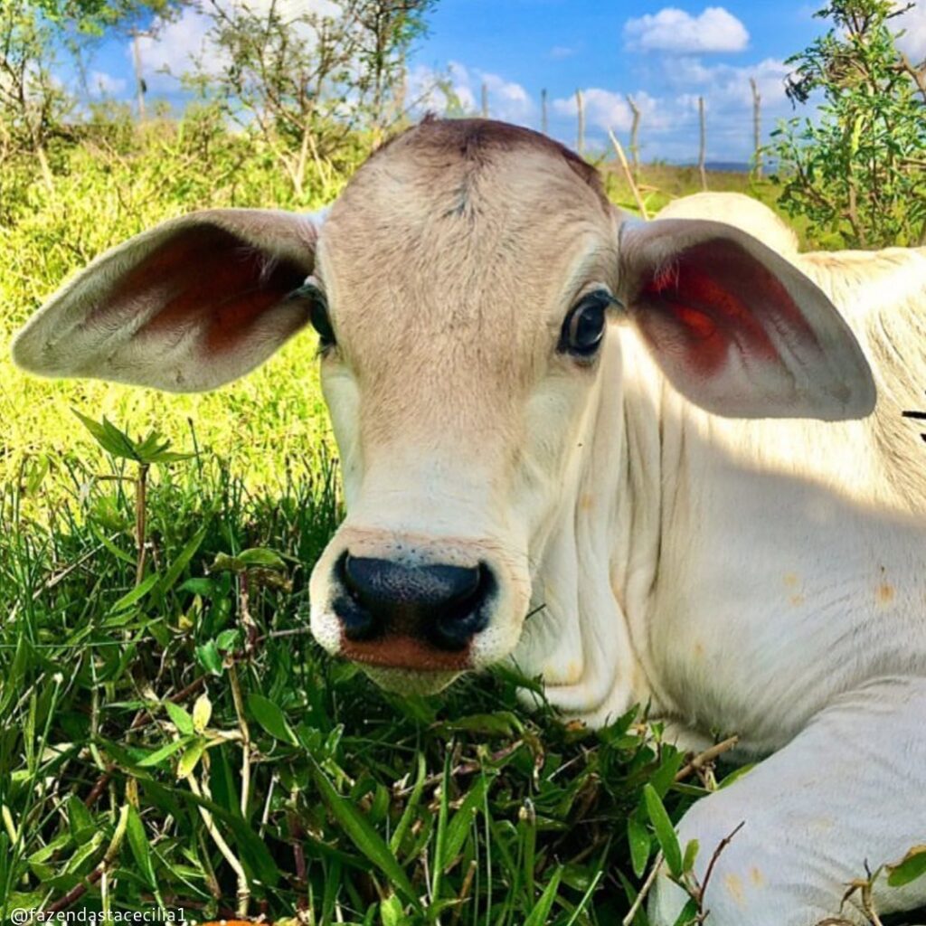 pecuaria em 2023 como sera o mercado 1