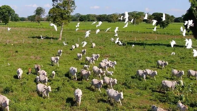 Pecuaristas em Mato Grosso promovem a sustentabilidade dentro do bioma pantaneiro 2 biomas do Brasil