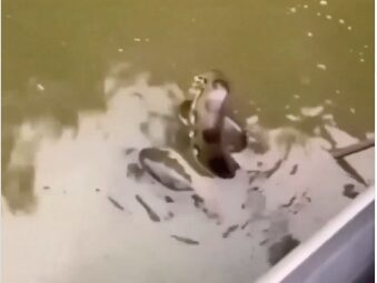 pescadores capturam peixe junto com sucuri de 'presente' 1 pescadores capturam peixe junto com sucuri de ‘presente’